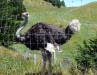 Bigbird.jpg